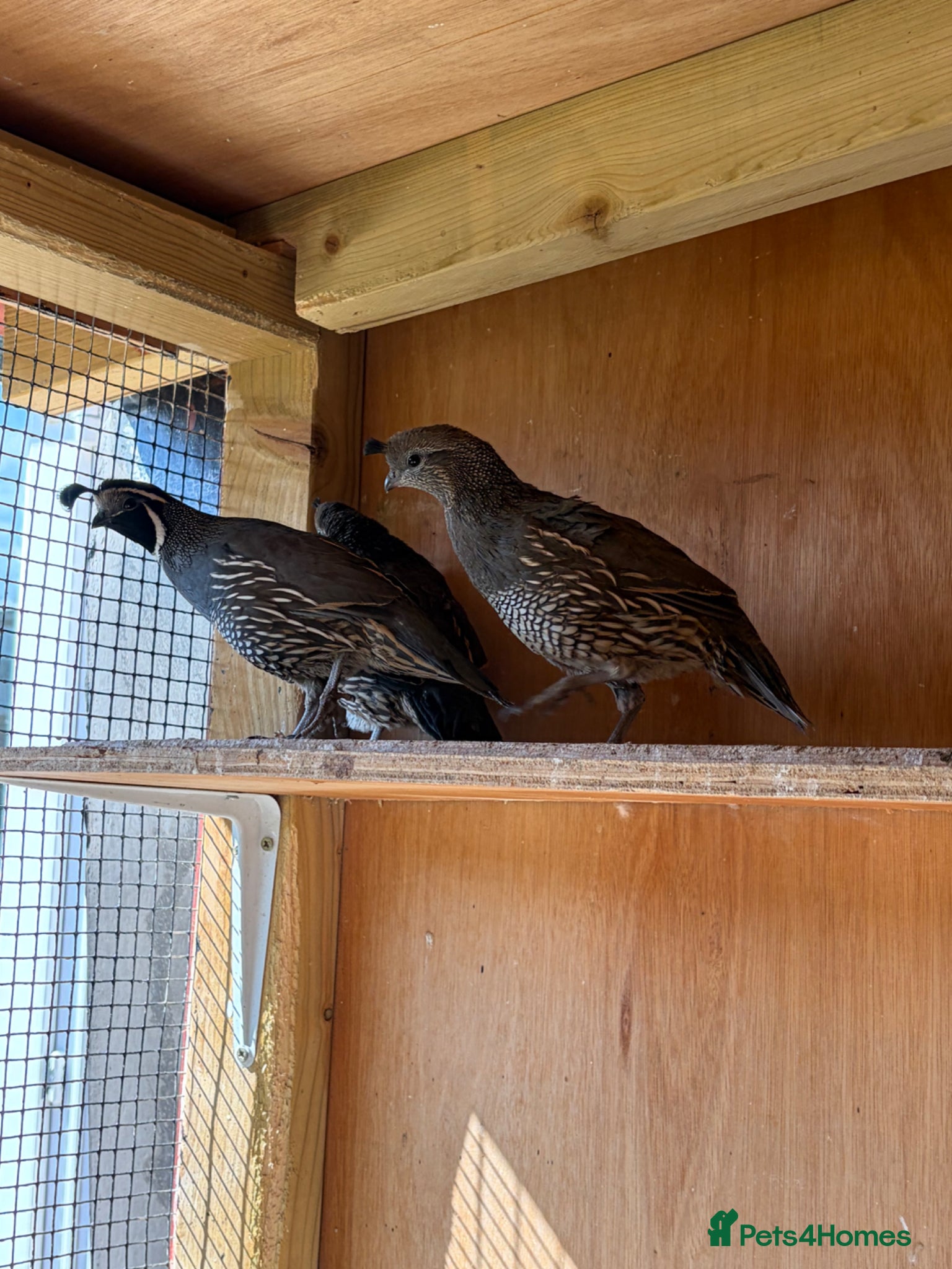 Quail poultry Californian quails and a pair of budgies for sale  - Advert 4