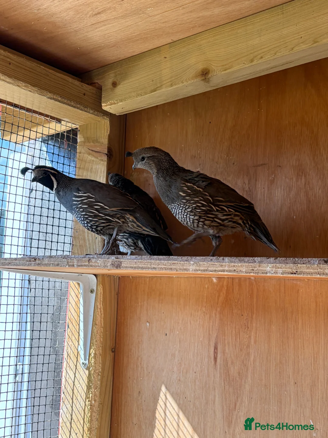 Quail poultry for sale: Californian quails and a pair of budgies for sale  - Advert 1
