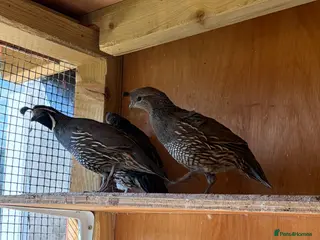Quail poultry Californian quails and a pair of budgies for sale - Advert 4