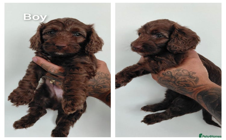 Doxiepoo dogs - Advert 3