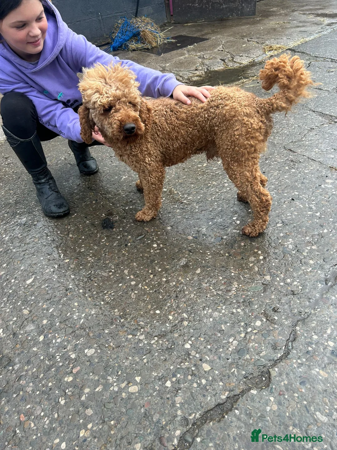 Cockapoo dogs for sale: Beautiful health tested F1 cockapoos - Advert 14