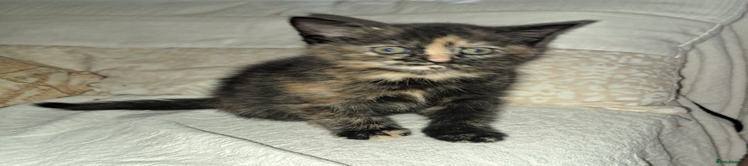 Mixed Breed Kitten 2