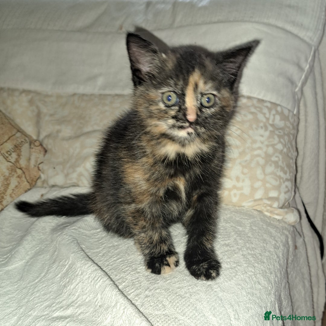 Mixed Breed cats for sale: Four fluffy stress reducers looking for new homes - Image 5