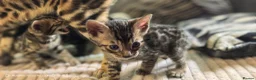 Bengal cats for sale: Little Bengal babies  - Advert 12