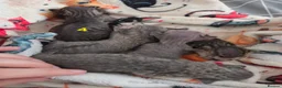 Devon Rex cats for sale: 💛 Beautiful Devon Rex Kittens 💛 - Advert 3