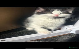 Persian cats for sale: Female Kitten - Image 2