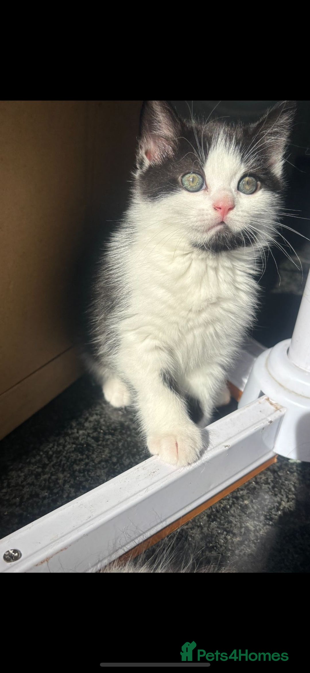 Persian cats for sale: Female Kitten - Image 2
