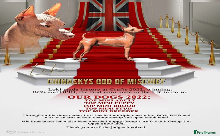 Mexican Hairless dogs - Advert 1