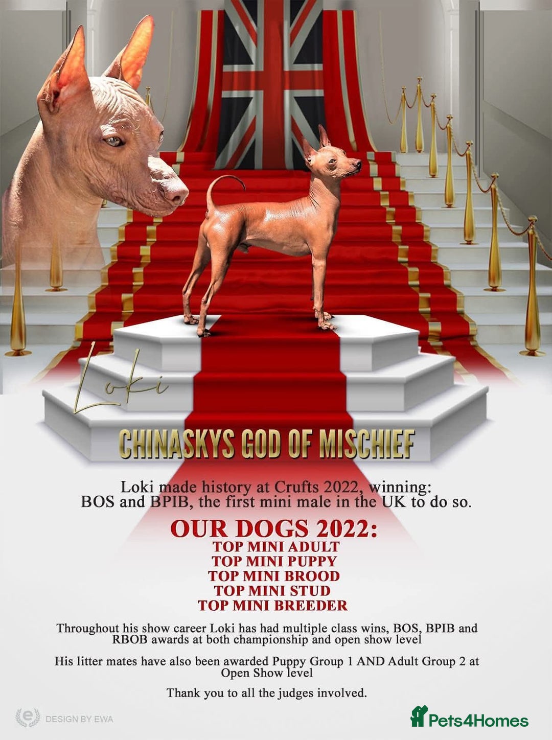 Mexican Hairless dogs for sale:  1 mini boy red  2000 mini black girl 2000. - Image 9