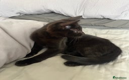 Mixed Breed cats for sale: 16 week old rescue kitten (male) - Image 4