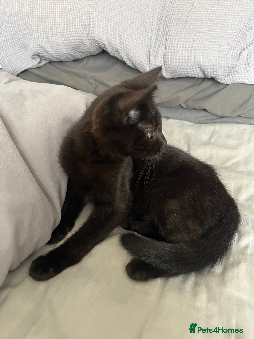 Mixed Breed cats for sale: 16 week old rescue kitten (male) - Image 4