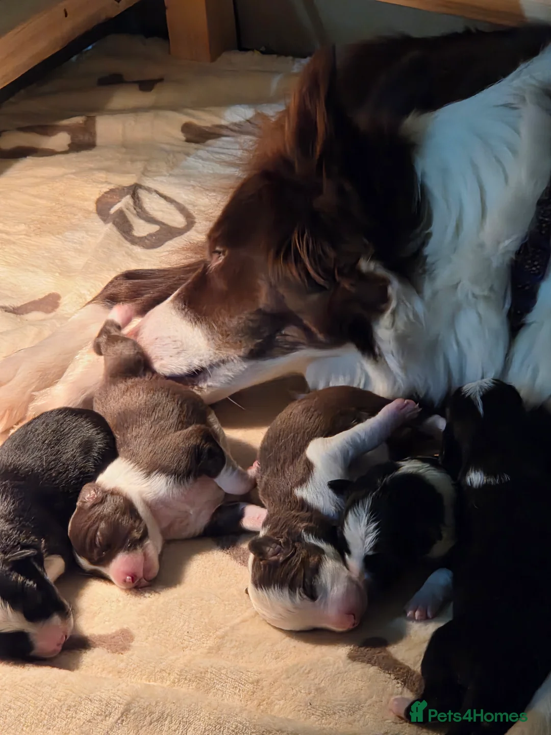 Border Collie dogs for sale: Stunning and Sweet Border Collie Girl - Advert 2