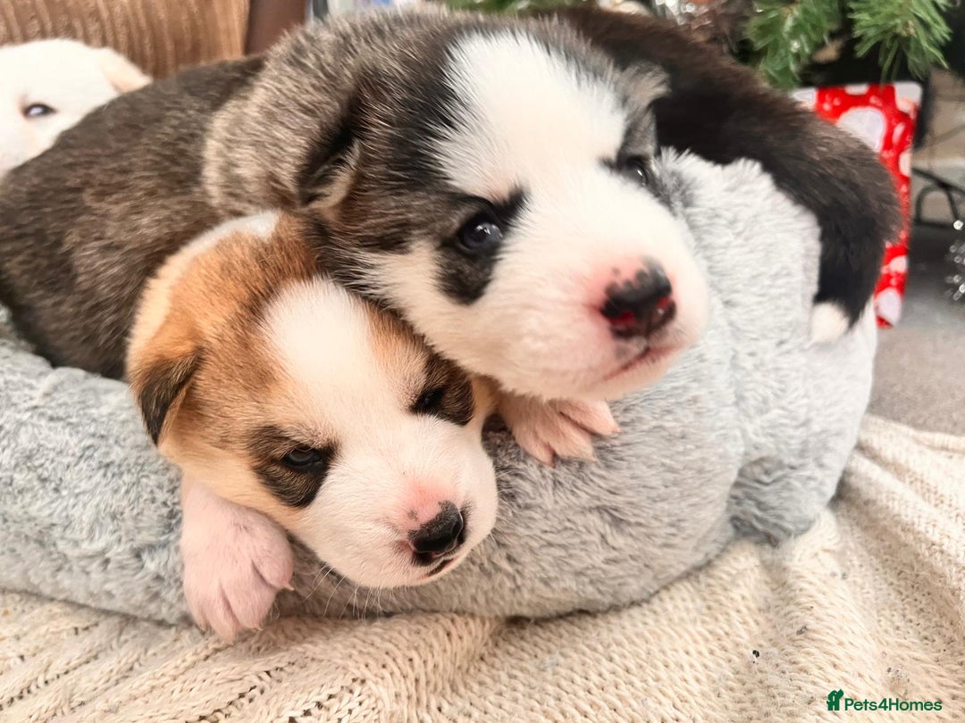 Siberian Husky dogs for sale: Siberian husky puppies x 5 - Advert 3