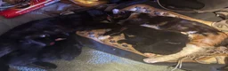 Mixed Breed cats for sale: 4 gorgeous black female kittens 🖤 - Advert 16