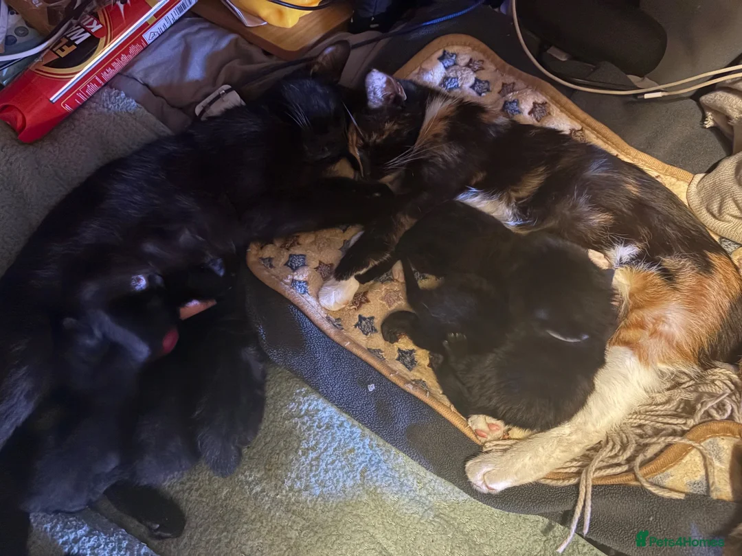 Mixed Breed cats for sale: 4 gorgeous black female kittens 🖤 - Advert 16