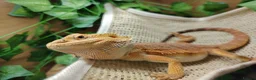 Bearded Dragon reptiles for sale: Bearded dragon  - Advert 2