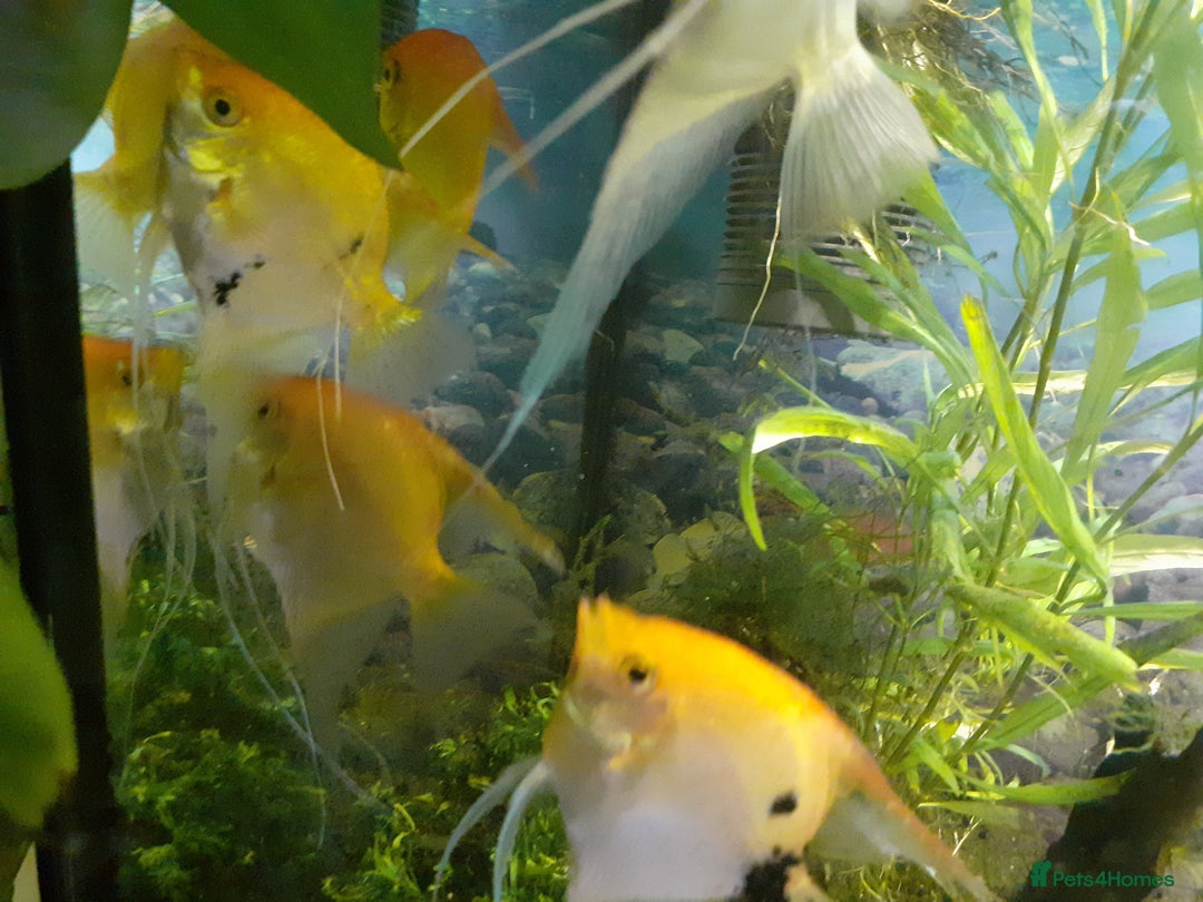 Angelfish fish for sale: Angel fish, large multicoloured mixed sex - Image 8