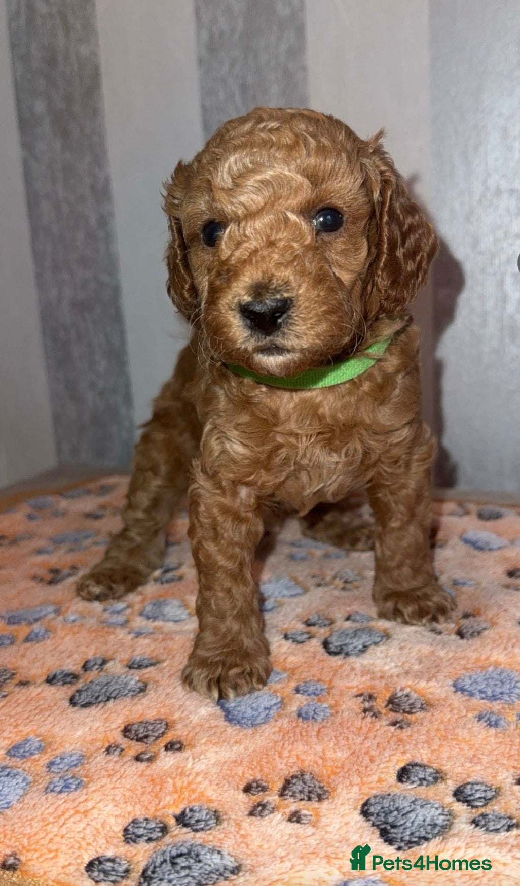 Toy Poodle dogs Toy poodle  - Advert 4