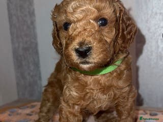 Toy Poodle dogs Toy poodle - Advert 4