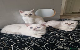 Scottish Fold cats for sale: Ready To Go Now🐈Scottish straight and fold 💕  - Image 16