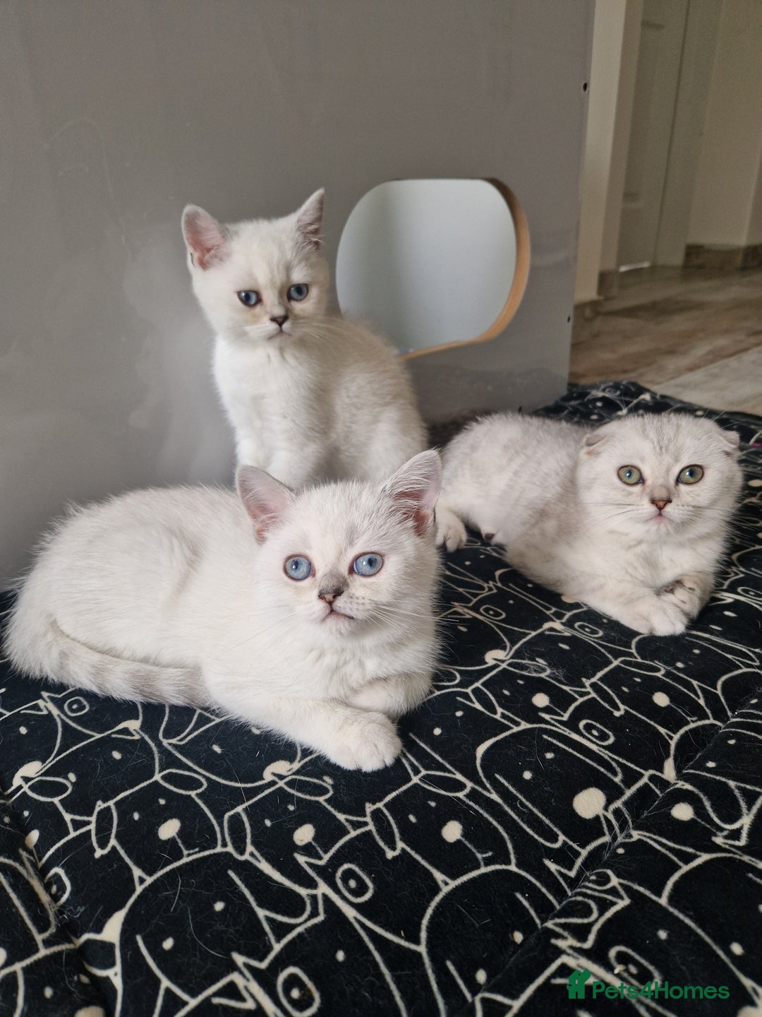 Scottish Fold cats for sale: Ready To Go Now🐈Scottish straight and fold 💕  - Image 16