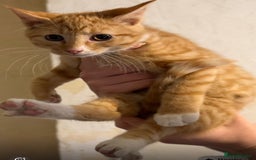 Domestic Shorthair cats for sale: Lovely Litter of Kittens - Image 4