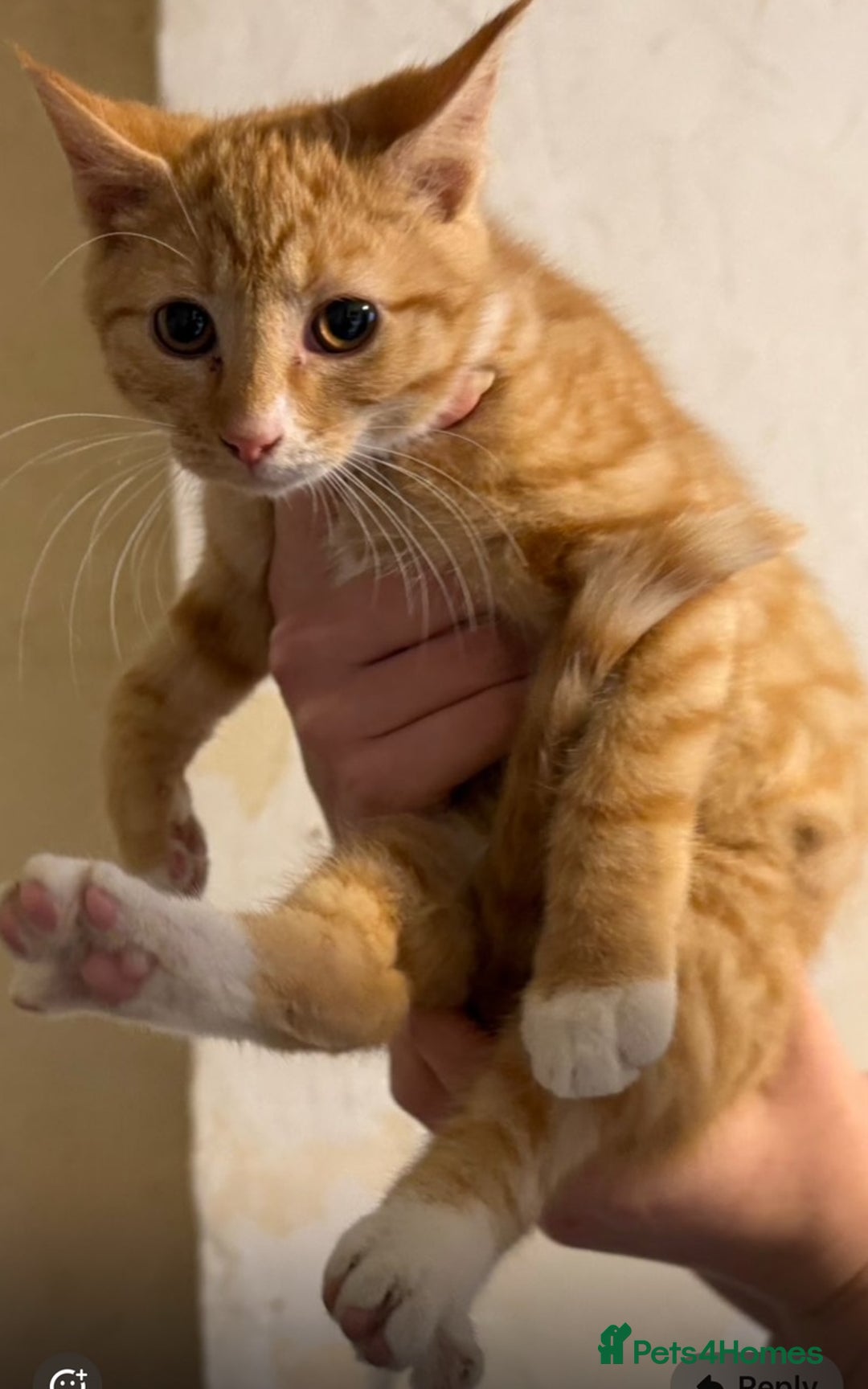 Domestic Shorthair cats for sale: Lovely Litter of Kittens - Image 4