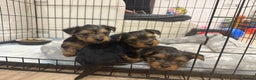 Yorkshire Terrier dogs for sale: Yorkshire puppy - Advert 2
