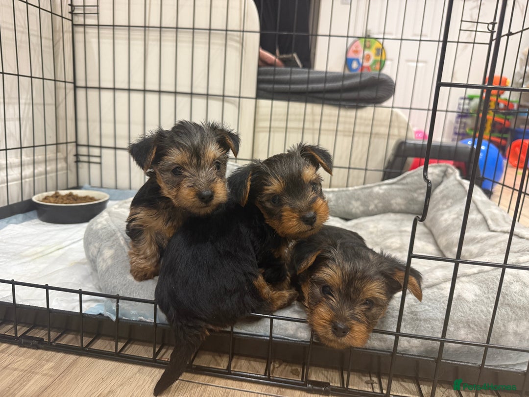 Yorkshire Terrier dogs for sale: Yorkshire puppy - Advert 2