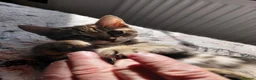Bengal cats for sale: Pure Bengal kittens for sale - Advert 29