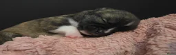 Chihuahua dogs for sale: VERY RARE Brindle Chihuahua Puppies - Advert 13