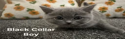 British Shorthair cats for adoption: British Shorthair and Ragdoll Mix Kittens in Walsall - Advert 3