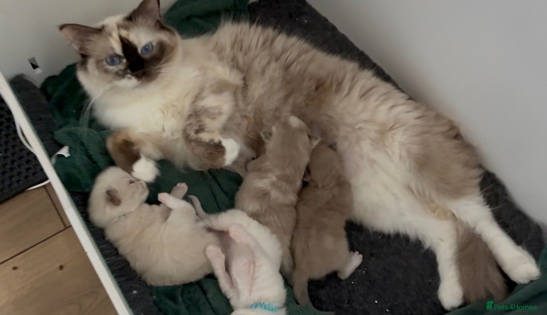 Ragdoll cats Registered pedigree cherubim ragdolls - Advert 12