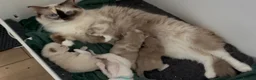 Ragdoll cats for sale: Registered pedigree cherubim ragdolls - Advert 1