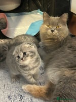 Scottish Fold cats Three Beautiful female Scottish Fold kittens - Advert 1
