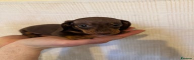 Miniature Dachshund Puppy 2