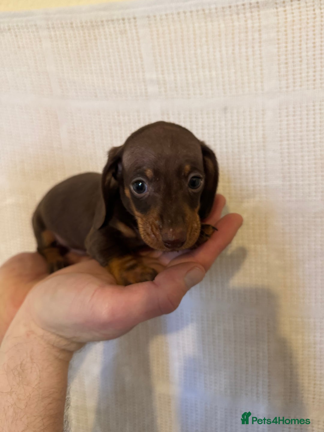 Miniature Dachshund dogs for sale: KC registered miniature dachshunds  - Advert 10