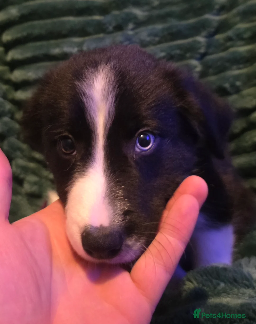 Border Collie dogs for sale: Border collie pups  - Advert 11