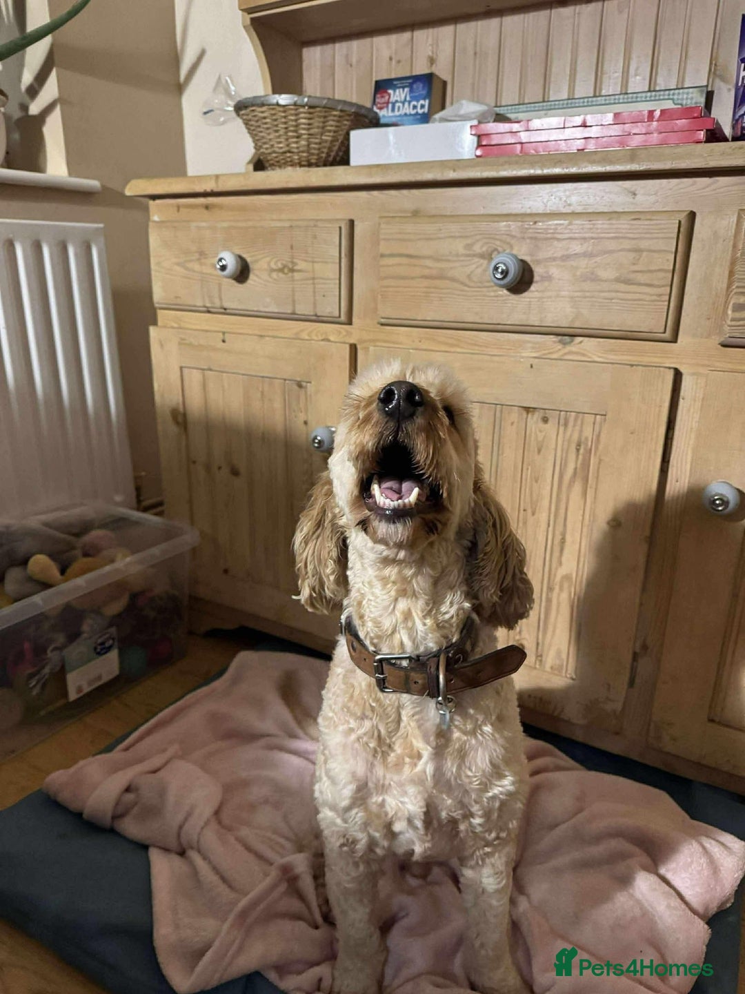 Cockapoo dogs for adoption: George - Hingham Norfolk  - Advert 4