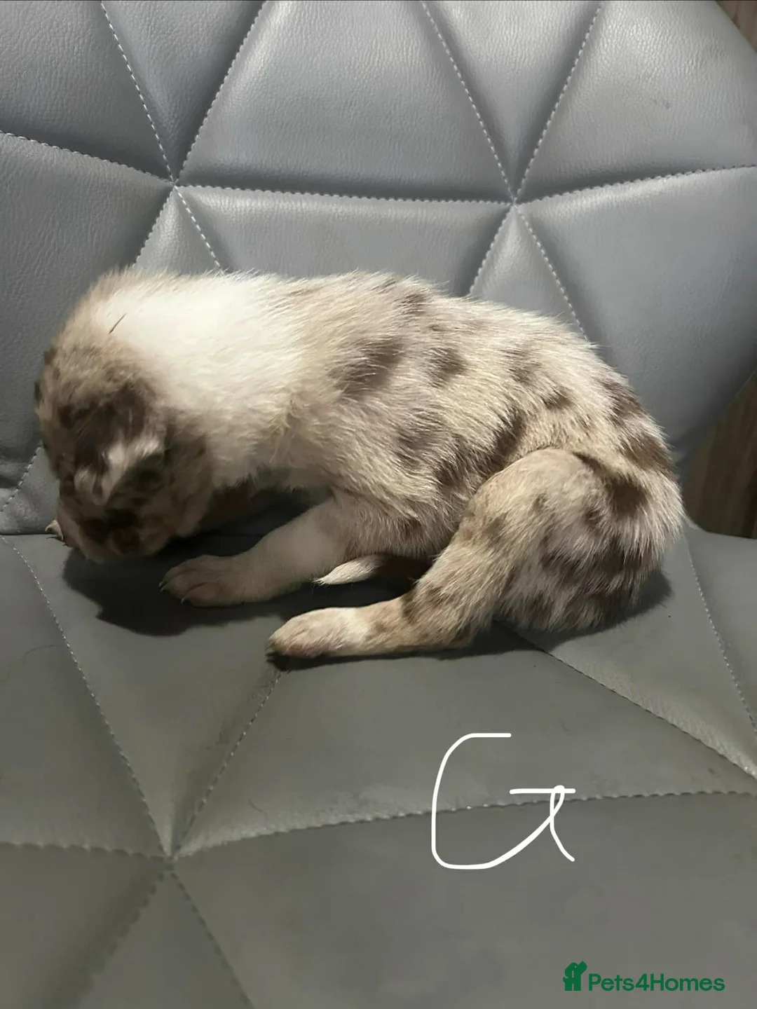 Border Collie dogs for sale: Border Collie puppies - Advert 21