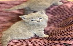 British Shorthair cats for sale: ✨British Shorthair Kittens looking for new family✨ - Advert 14