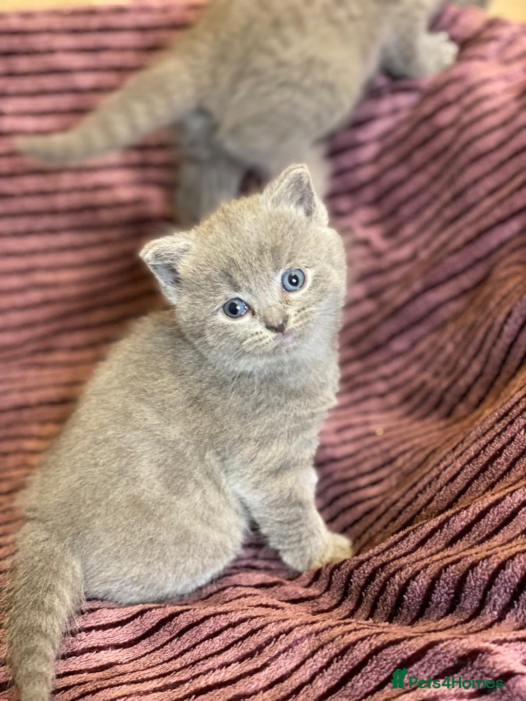 British Shorthair cats for sale: ✨British Shorthair Kittens looking for new family✨ - Advert 14