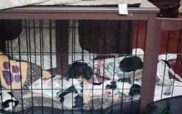 Dachshund dogs for sale: Stunning Dachshund Puppies  - Image 17