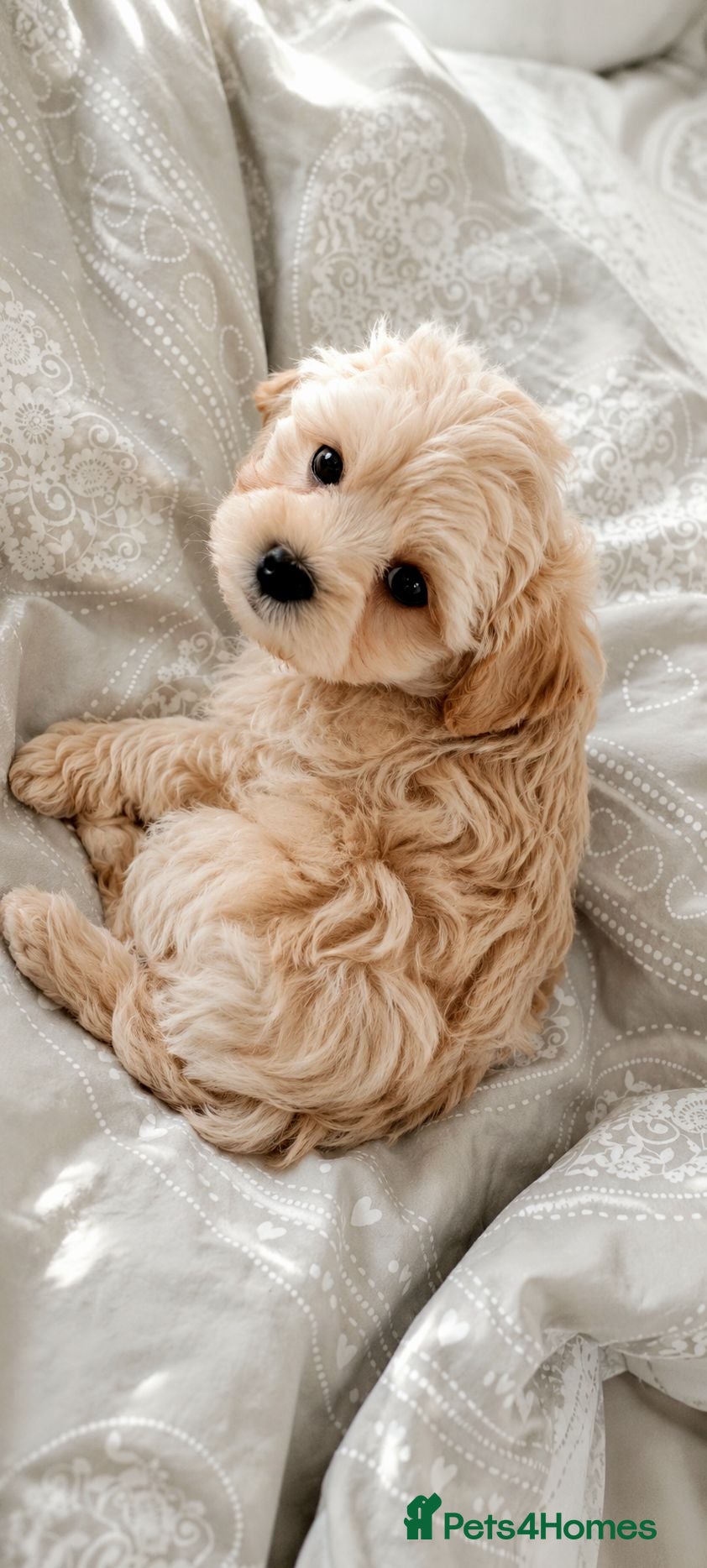 Maltipoo dogs Maltipoos!The most beautiful you have ever seen 🥰 - Advert 1