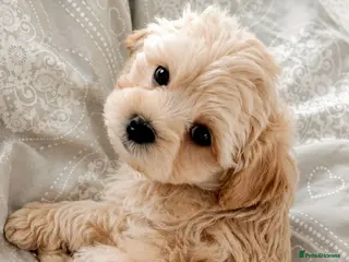 Maltipoo dogs Maltipoos!The most beautiful you have ever seen 🥰 - Advert 1