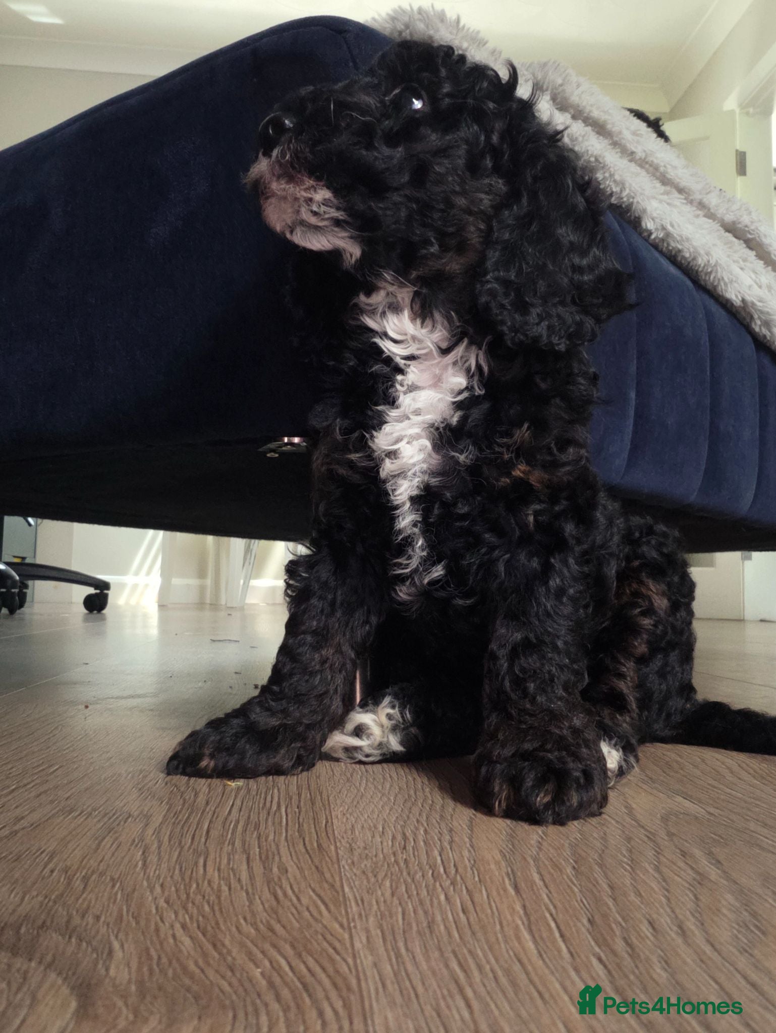 Miniature Poodle dogs Miniature poodle first litter  - Advert 1