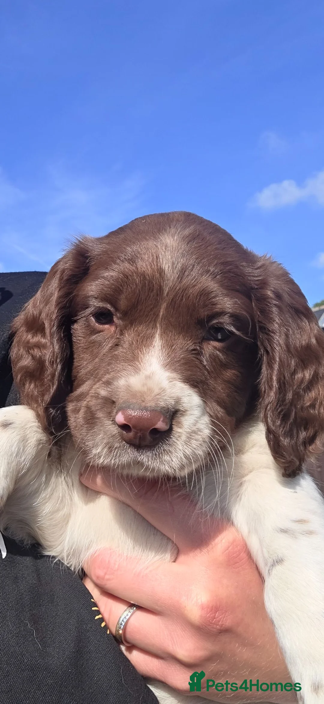 English Springer Spaniel dogs for sale: 1 Girl Left, Deposit Paid - Springer Spaniel Puppy - Advert 2