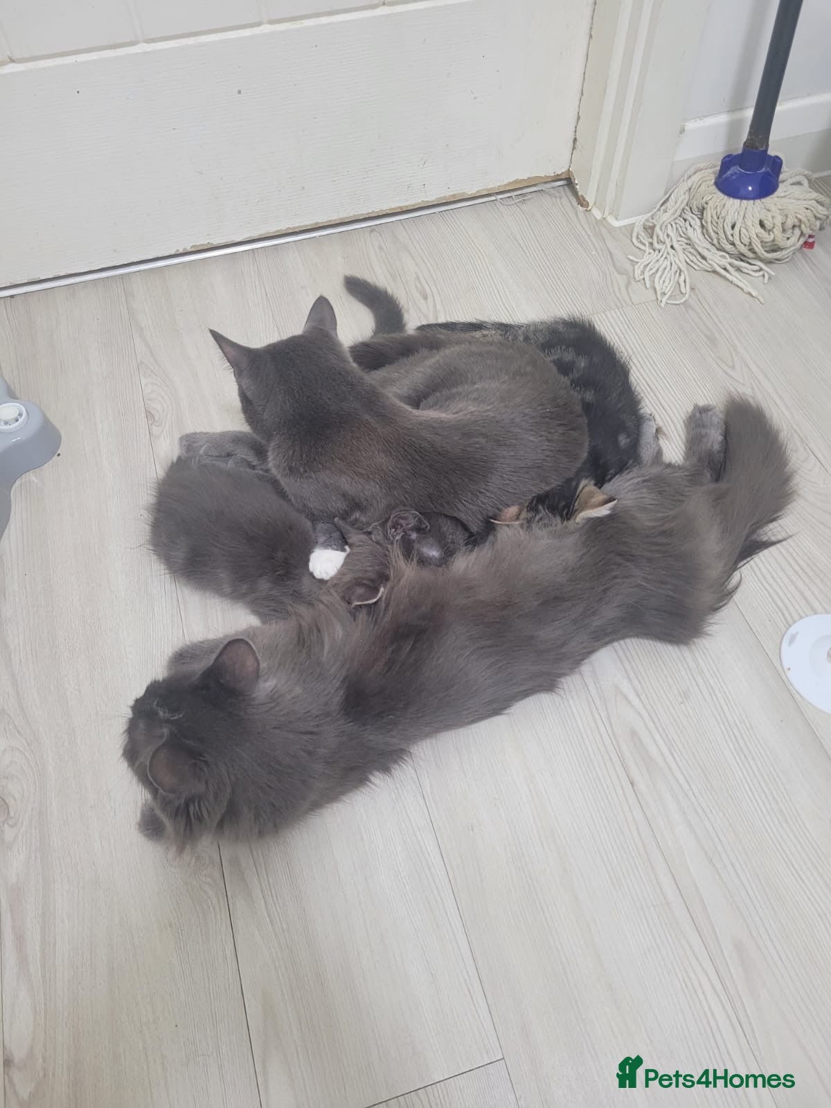 Mixed Breed cats Beautiful kittens ready for their forever home ❤️ - Advert 1