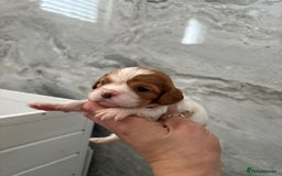 Cavalier King Charles Spaniel dogs for sale: Beautiful Cavalier King Charles Spaniels - Image 10