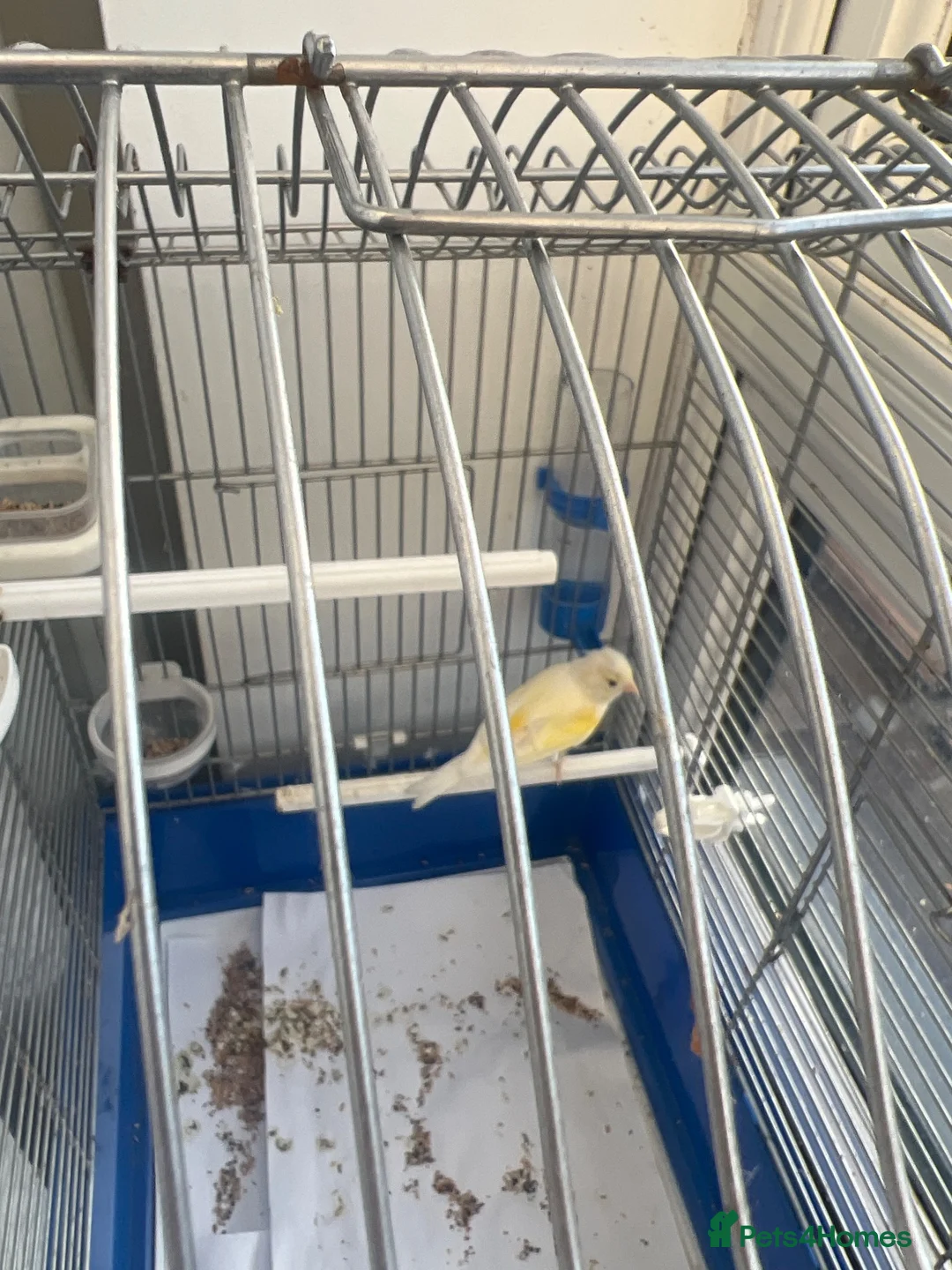 Canaries birds for sale: Canary and full cage set up in Watford - Advert 1